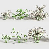 Hypoestes phyllostachya - Polka dot plant