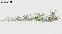 Hypoestes phyllostachya - Polka dot plant