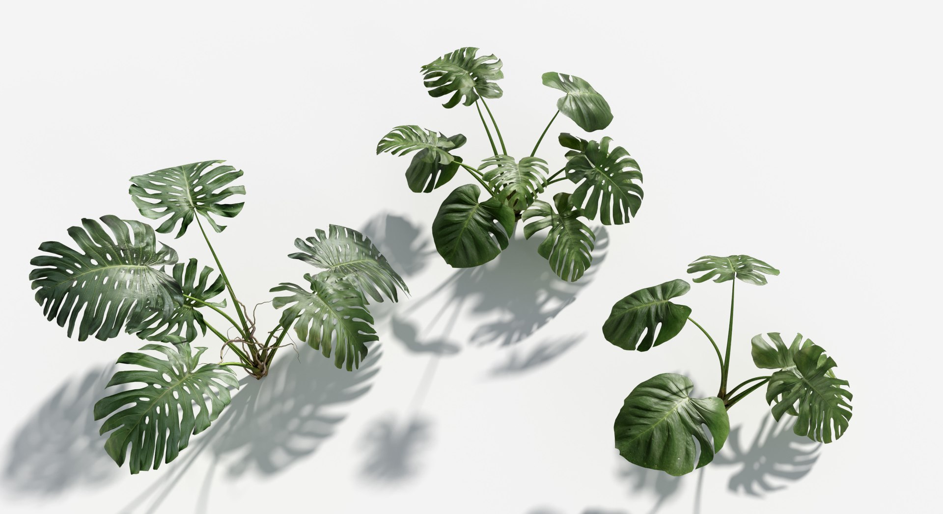 3D Plants Pack 7: Rainforest: GrowFX model https://p.turbosquid.com/ts-thumb/0J/ne9LoG/6s/monstera4/jpg/1623756148/1920x1080/fit_q87/05656d0abcbd3e6fd2b7f14df4d7d518f1b7ff5d/monstera4.jpg