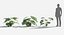 Plants Pack 7: Rainforest: GrowFX
