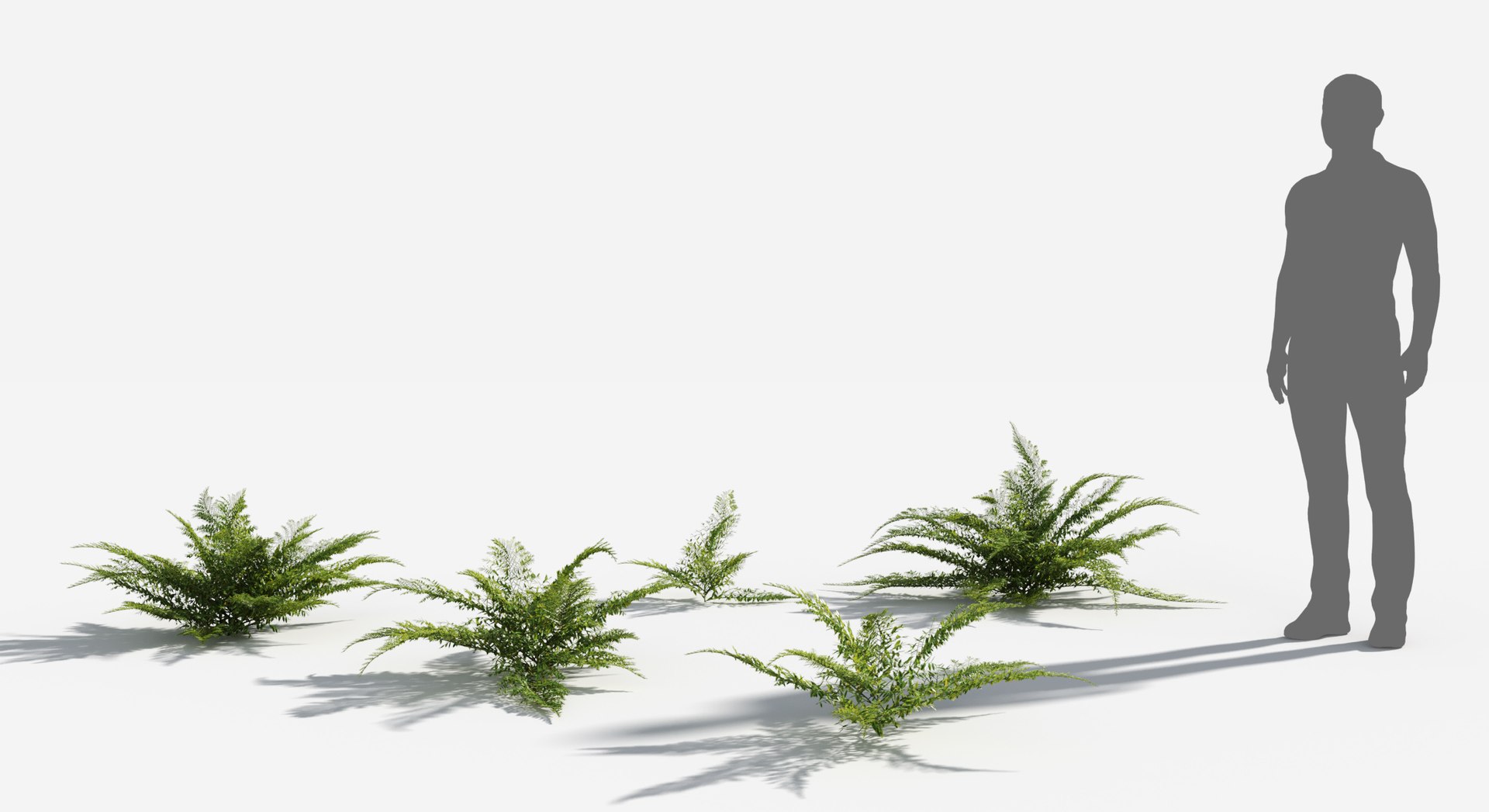 3D Plants Pack 7: Rainforest: GrowFX model https://p.turbosquid.com/ts-thumb/0J/ne9LoG/T3/boston_fern1/jpg/1623756124/1920x1080/fit_q87/87479c0aa3fcf7d90a8ec362cf3bff8b125354d2/boston_fern1.jpg