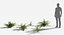 Plants Pack 7: Rainforest: GrowFX