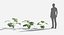 Plants Pack 7: Rainforest: GrowFX