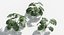 Plants Pack 7: Rainforest: GrowFX