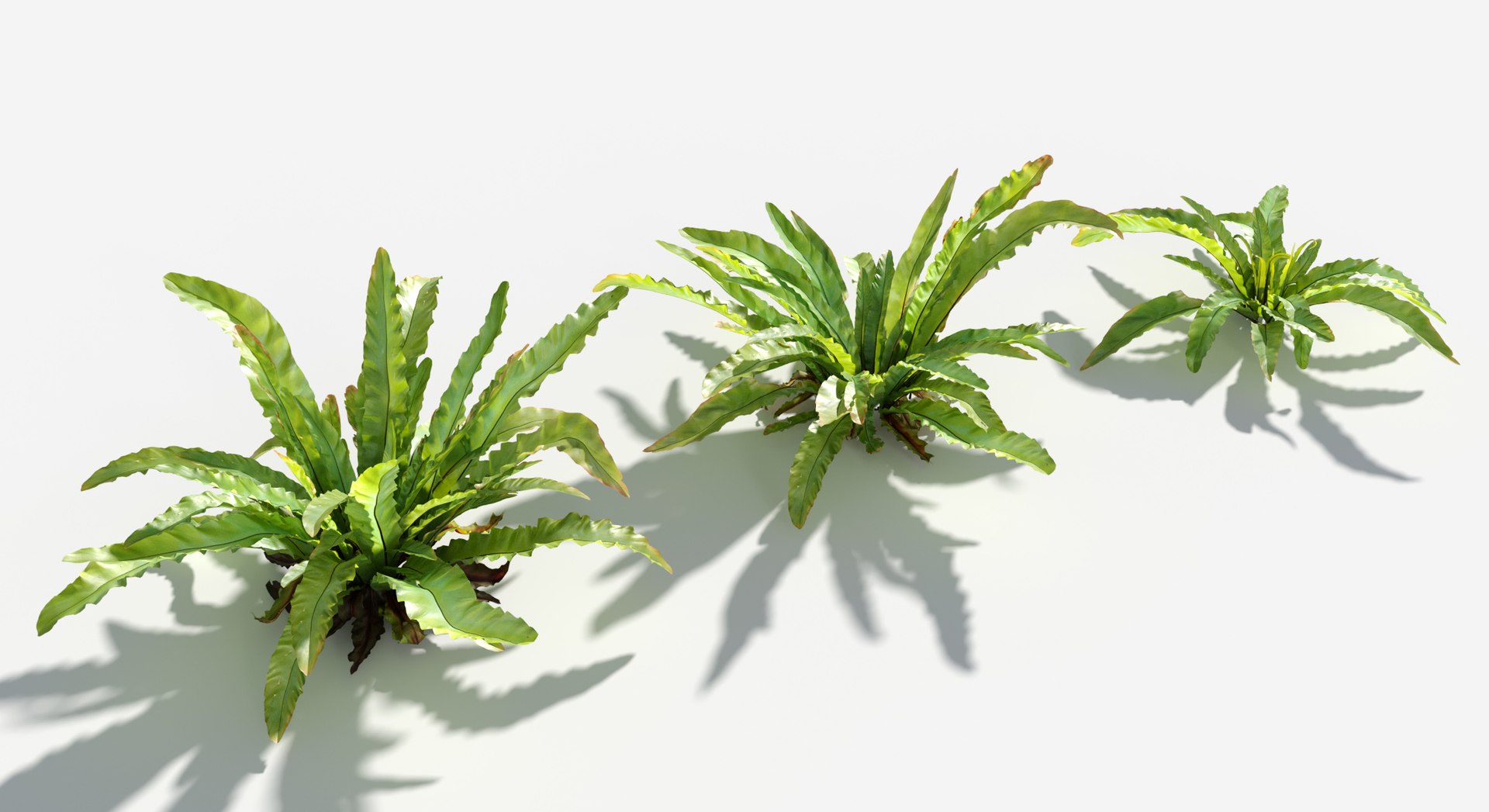 3D Plants Pack 7: Rainforest: GrowFX model https://p.turbosquid.com/ts-thumb/0J/ne9LoG/w9/bird_nest_fern3/jpg/1623756134/1920x1080/fit_q87/0ad59a15280849f514f8937797e8475dd66e099d/bird_nest_fern3.jpg