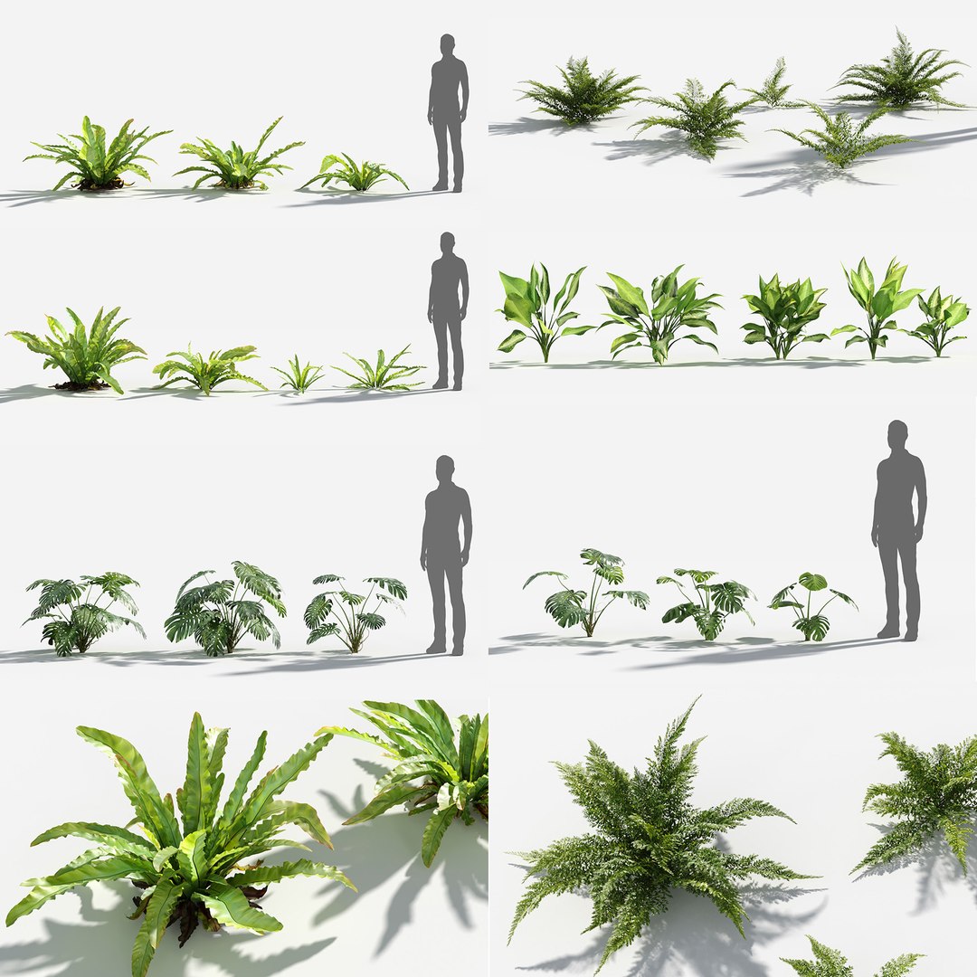 3D Plants Pack 7: Rainforest: GrowFX model https://p.turbosquid.com/ts-thumb/0J/ne9LoG/y3/_bird_nest_fern1/jpg/1623763471/1920x1080/fit_q87/6c12d058feeb5afff962a25eb9feebf575c9e9f8/_bird_nest_fern1.jpg