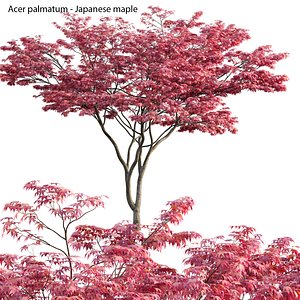 Acer palmatum - Japanese maple 03 model
