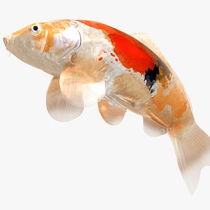 Japanese Carp Fish Rigged L1714 3D model