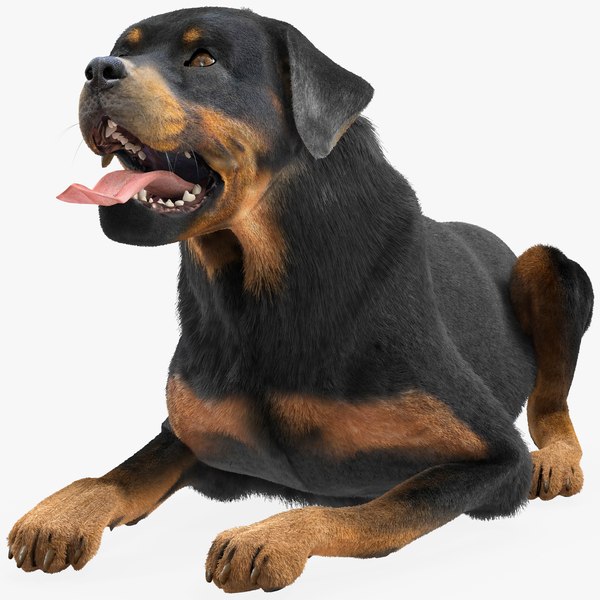 max rottweiler pose fur