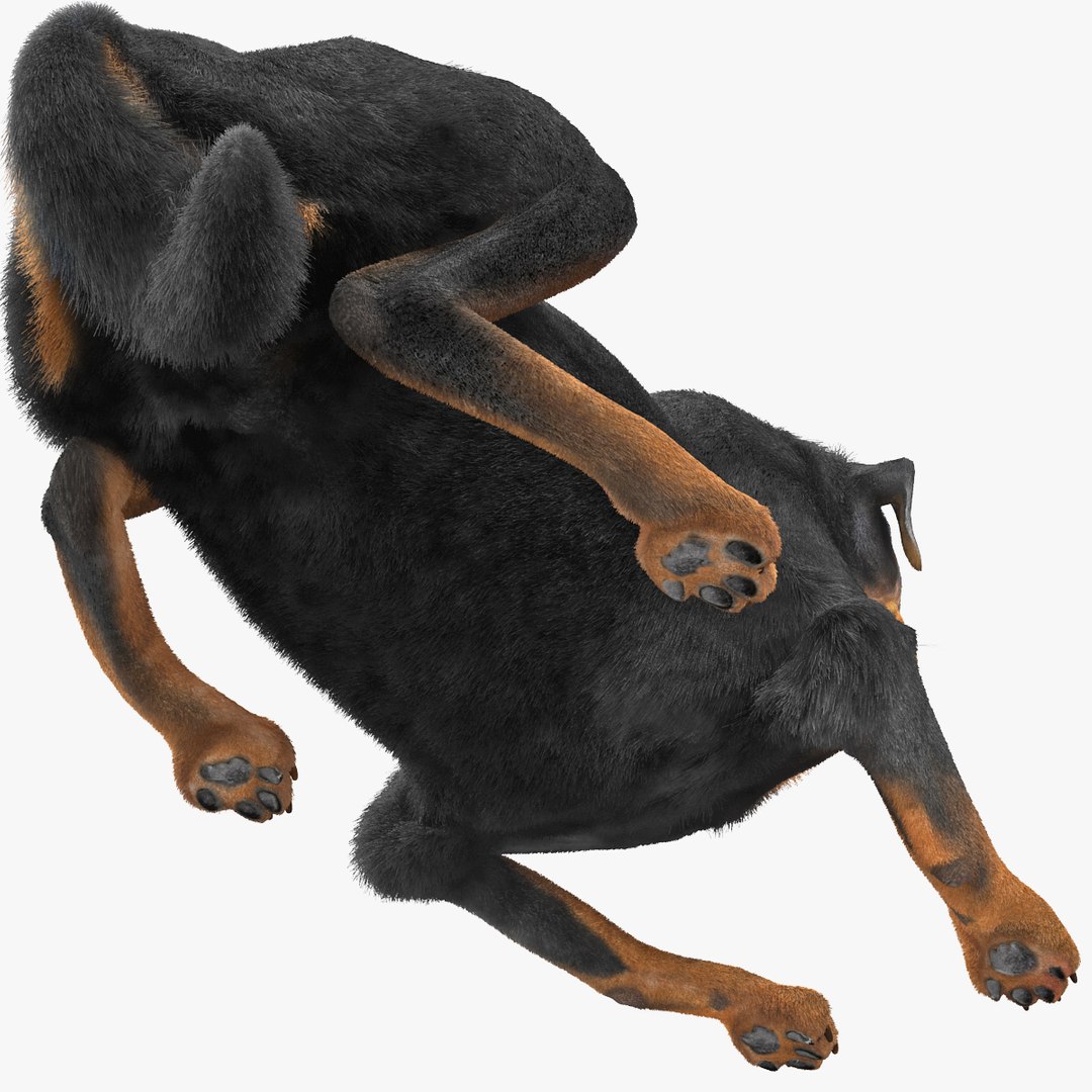Max Rottweiler Pose Fur