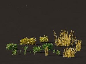 Glycine max - Soybean 3D model
