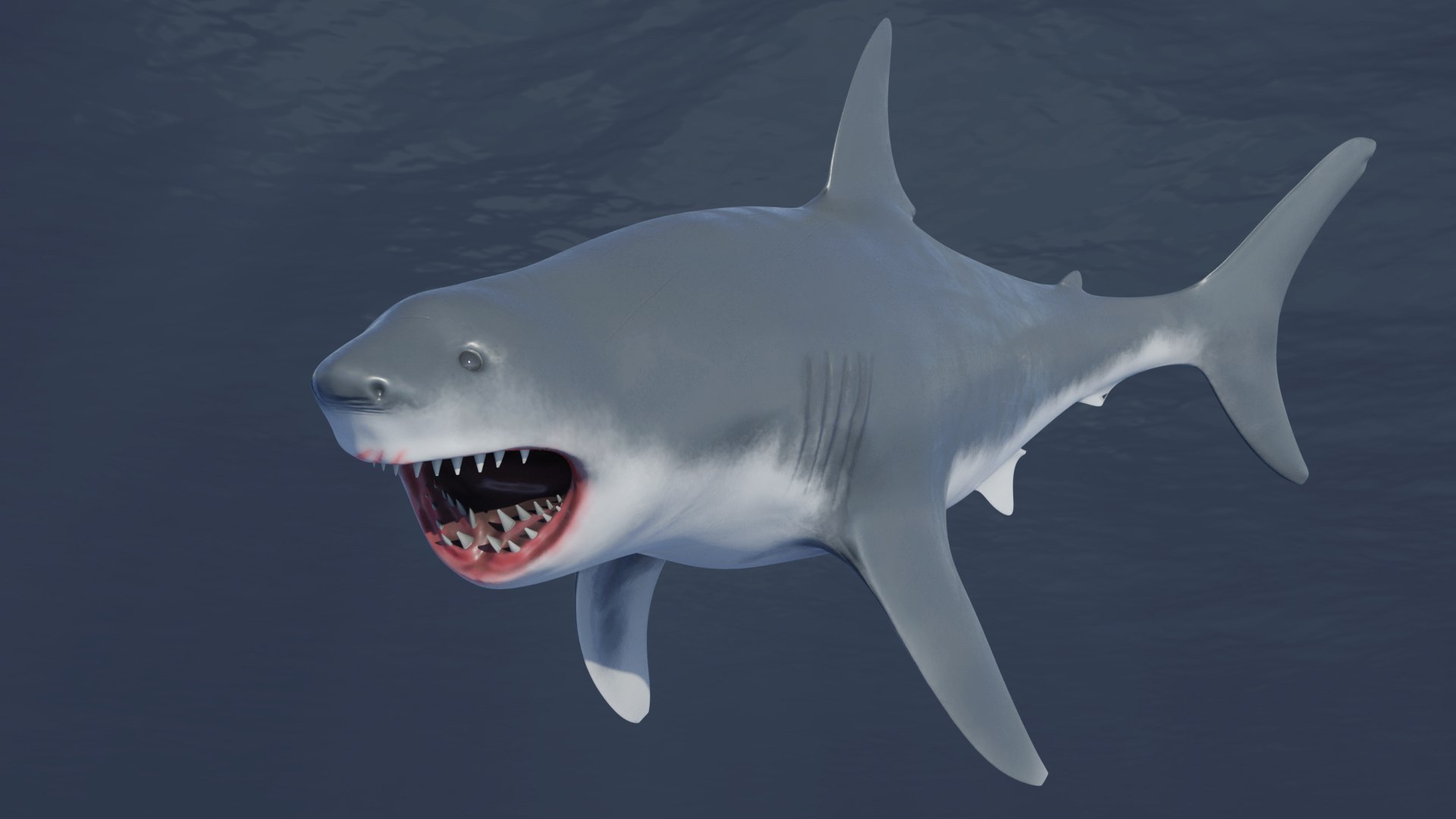 3D Great White Shark Rigged in Blender - TurboSquid 2009419