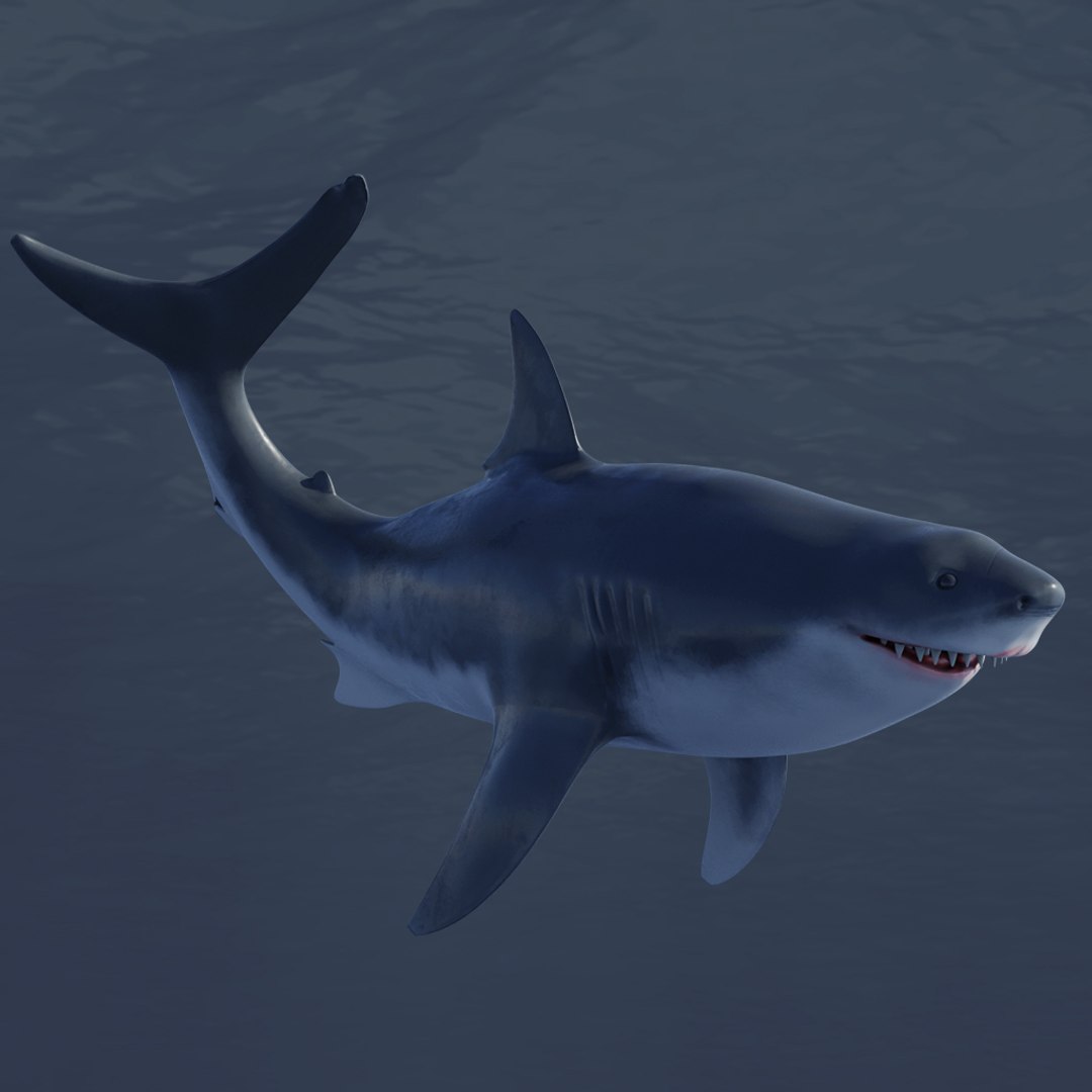 3D Great White Shark Rigged in Blender - TurboSquid 2009419