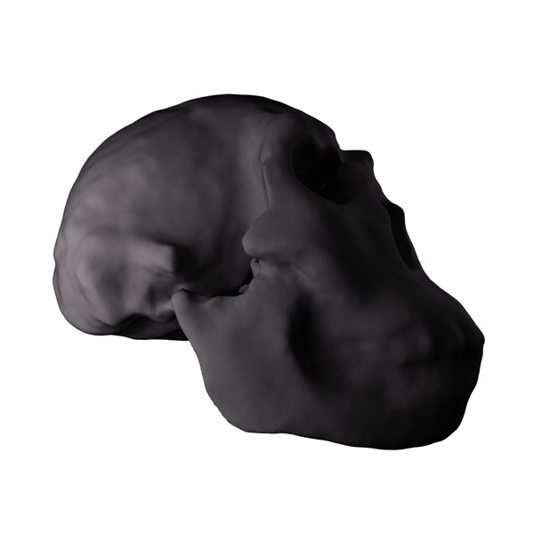 Skulls homo ergaster nariokotome 3D model - TurboSquid 1329772