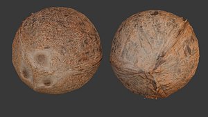 Realistic Coconut 3D Model 3D model