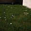 Green Grass And Small Flowers
