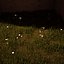 Green Grass And Small Flowers