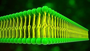 3D Lipids broad group of organic compounds
