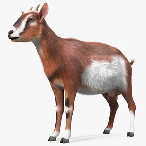 3D model Dairy Goat Brown Rigged Fur