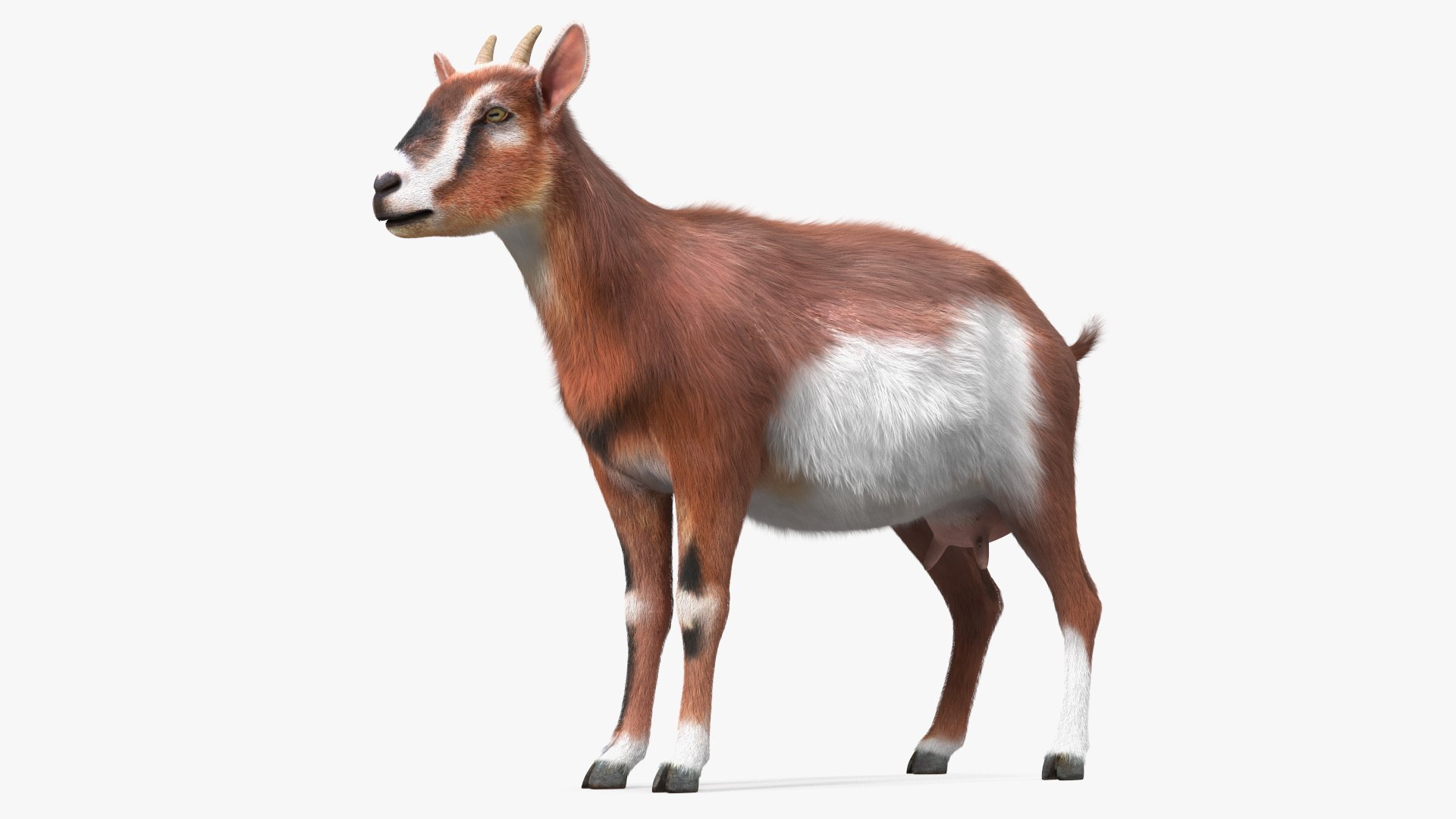 Dairy Goat Brown Rigged Fur 3D model preview