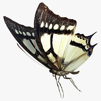 3D Papilio Multicaudata Butterfly model
