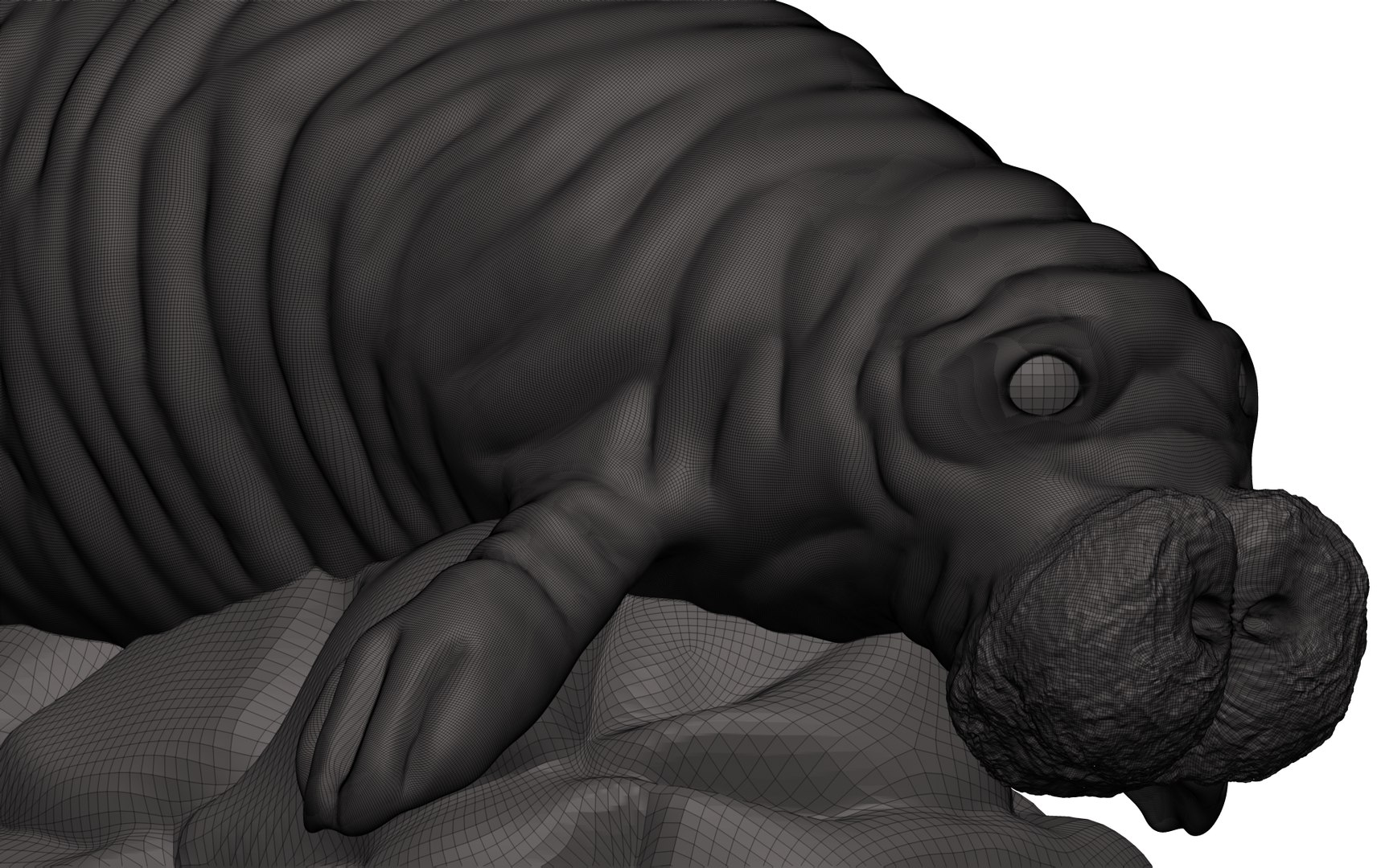 3D Manatee - TurboSquid 1850420