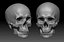 human skull 3D