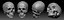 human skull 3D