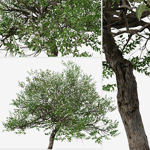 3D Set of Evergreen pear or Pyrus kawakamii Tree