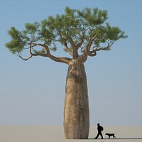 Baobab Tree 02