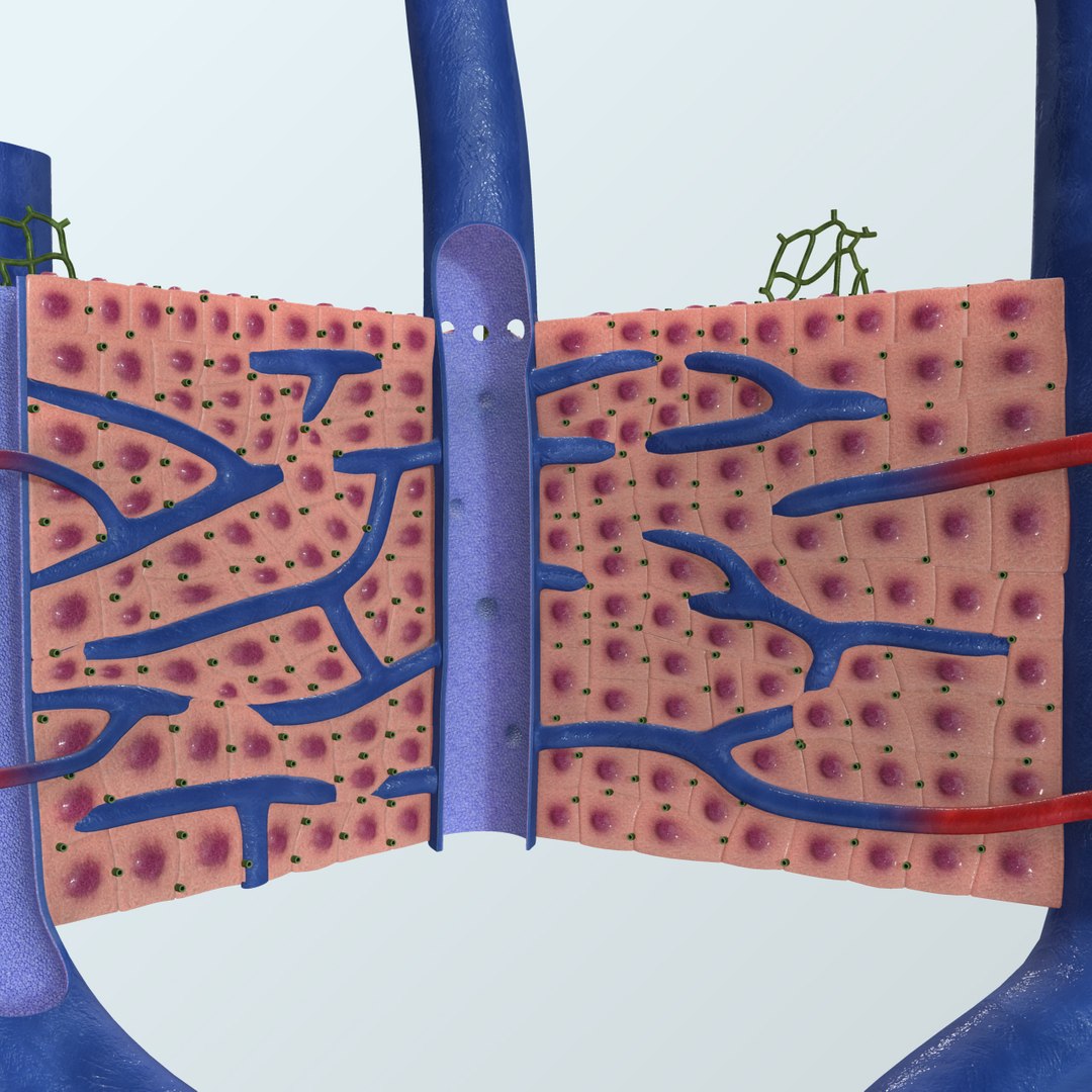 Liver Lobule Anatomy Model