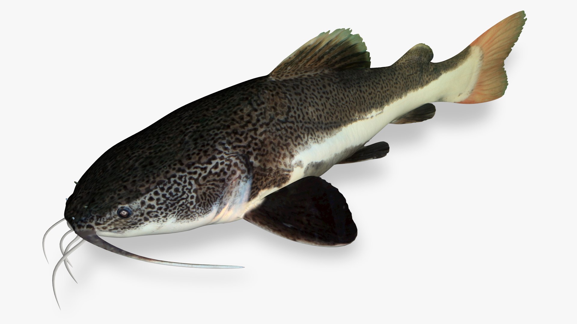 Red tailed catfish 4 3D https://p.turbosquid.com/ts-thumb/0L/6GnhBP/32/4/jpg/1625047121/1920x1080/fit_q87/ce90bd01079b792824efd65798a26dfd51ac612a/4.jpg