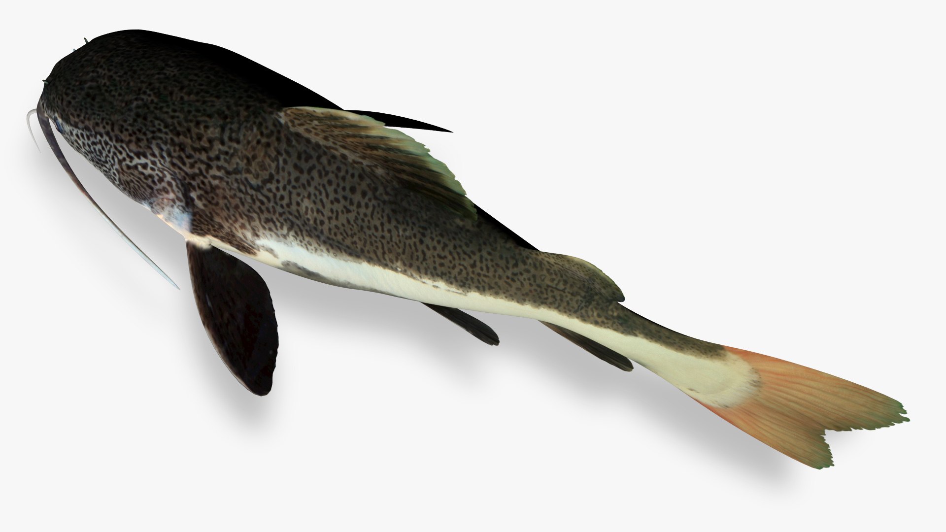 Red tailed catfish 4 3D https://p.turbosquid.com/ts-thumb/0L/6GnhBP/4L/5/jpg/1625047121/1920x1080/fit_q87/ff75d94b8090bac6f52b9cbdb35eb8260a2a3394/5.jpg