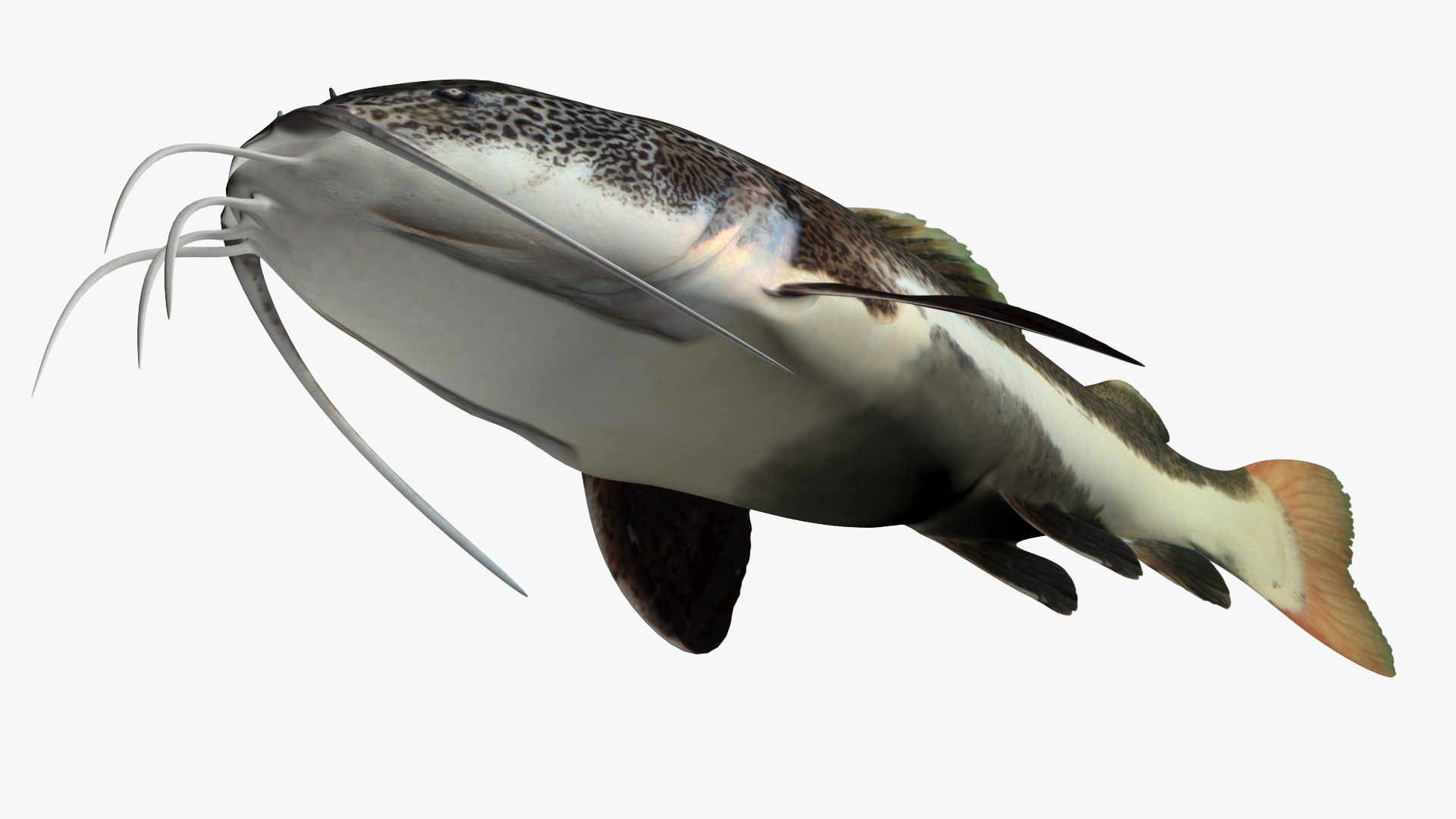 Red tailed catfish 4 3D https://p.turbosquid.com/ts-thumb/0L/6GnhBP/NS/2/jpg/1625047120/1920x1080/fit_q87/07035e8c1ddd5d1aaba6b5b819493020799a6cce/2.jpg