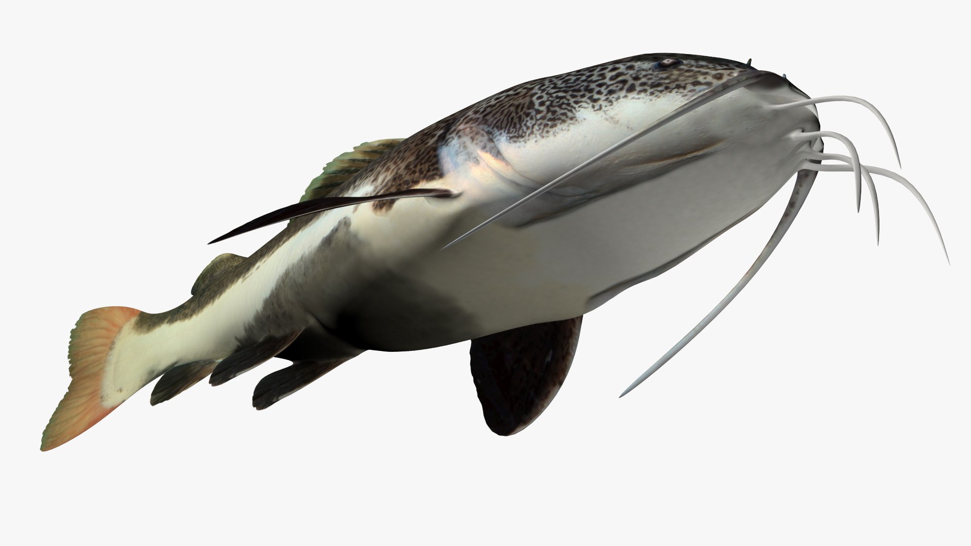 Red tailed catfish 4 3D https://p.turbosquid.com/ts-thumb/0L/6GnhBP/c3/3/jpg/1625047121/1920x1080/fit_q87/28de96a71b5c2627069e89a4a1568ea8453062f0/3.jpg