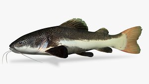 Red tailed catfish 4 3D