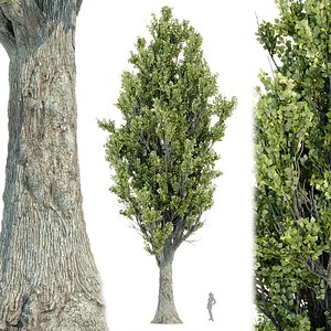 Tulip Poplar 3D Models for Download | TurboSquid