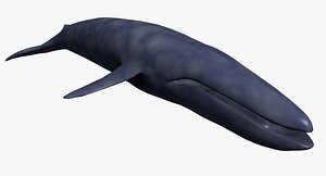 Whale