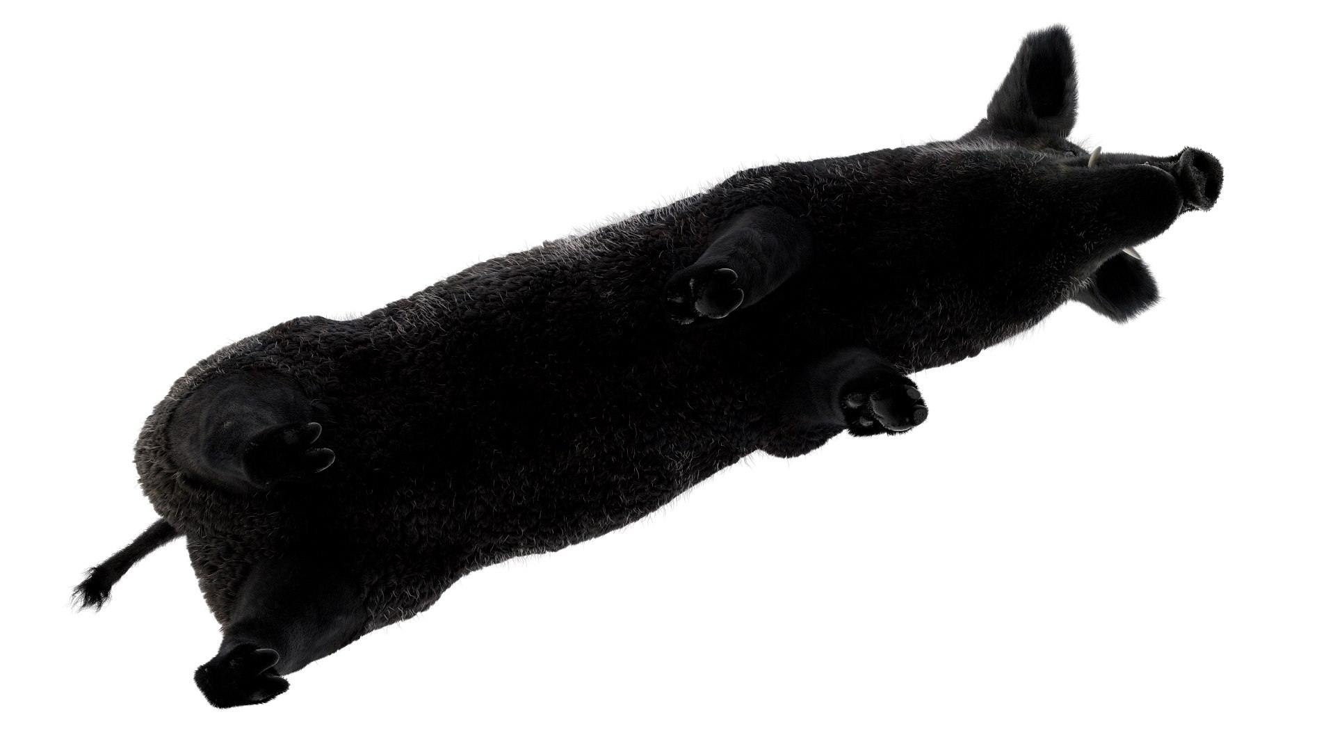 3D pig animal boar https://p.turbosquid.com/ts-thumb/0L/TpSbvo/785XpshW/11/jpg/1578881359/1920x1080/fit_q87/9966f4ca4bb10e9d61cb66efda43cfaf9476594f/11.jpg