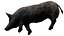 WildBoar Fur Rigged