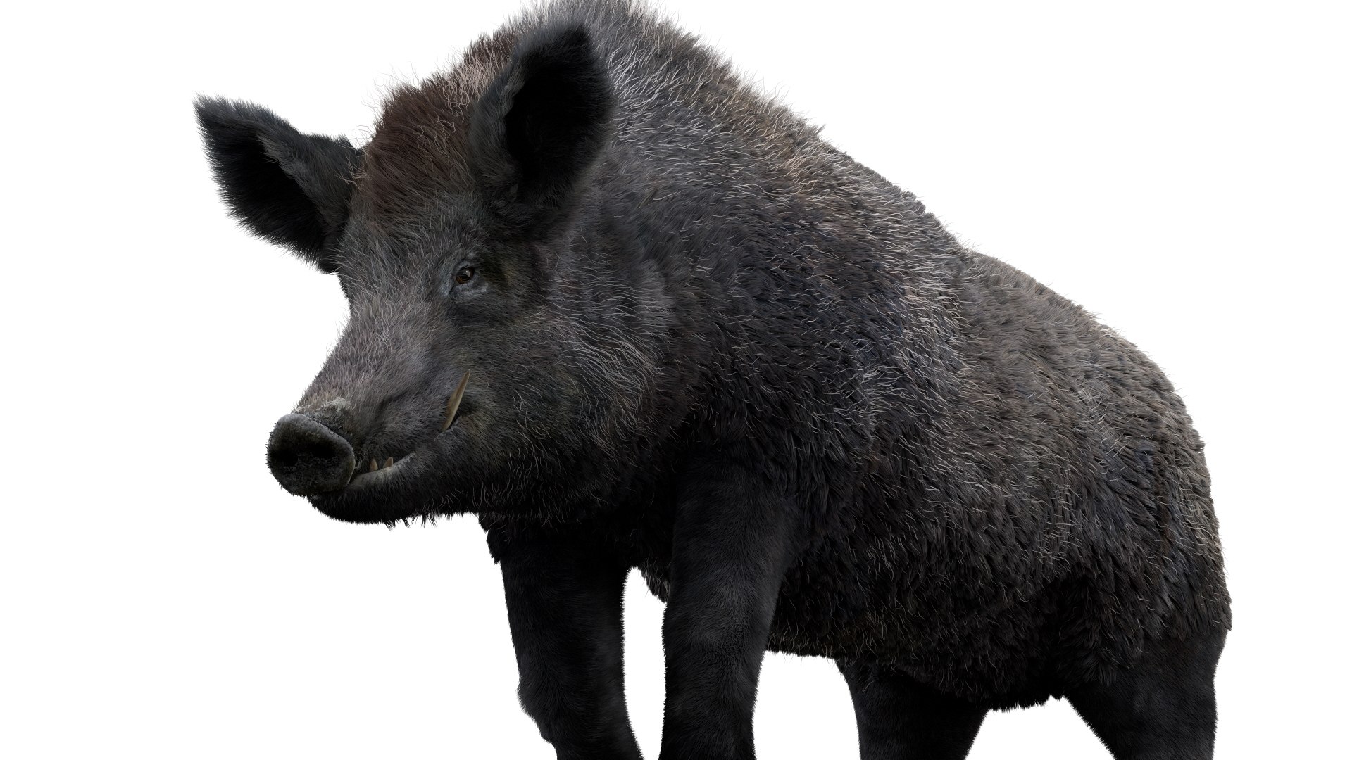 3D pig animal boar https://p.turbosquid.com/ts-thumb/0L/TpSbvo/BCUWrs9X/06/jpg/1578881359/1920x1080/fit_q87/b4fab79277468dd0342887b7351d5f6ba2123502/06.jpg