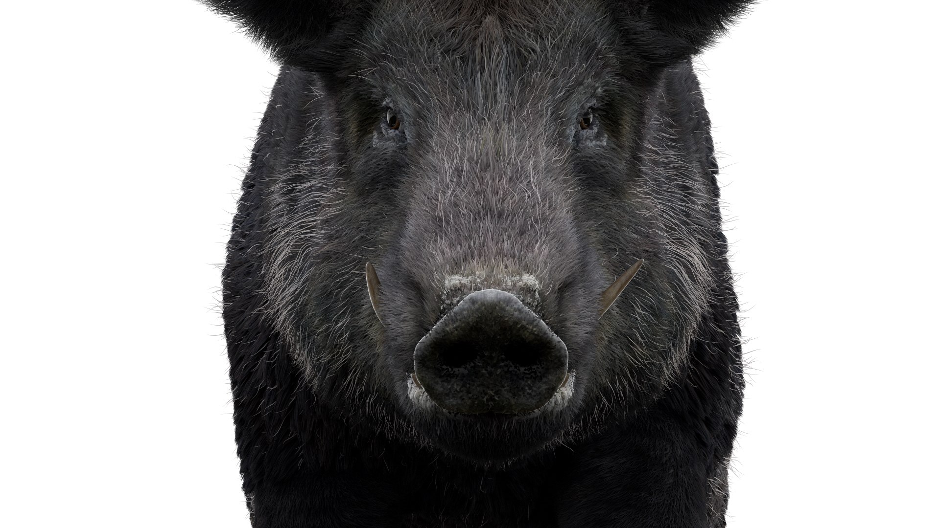 3D pig animal boar https://p.turbosquid.com/ts-thumb/0L/TpSbvo/CACY23xg/08/jpg/1578881359/1920x1080/fit_q87/0cfcffb6ffb413f698762997b6314cd1ca2654af/08.jpg