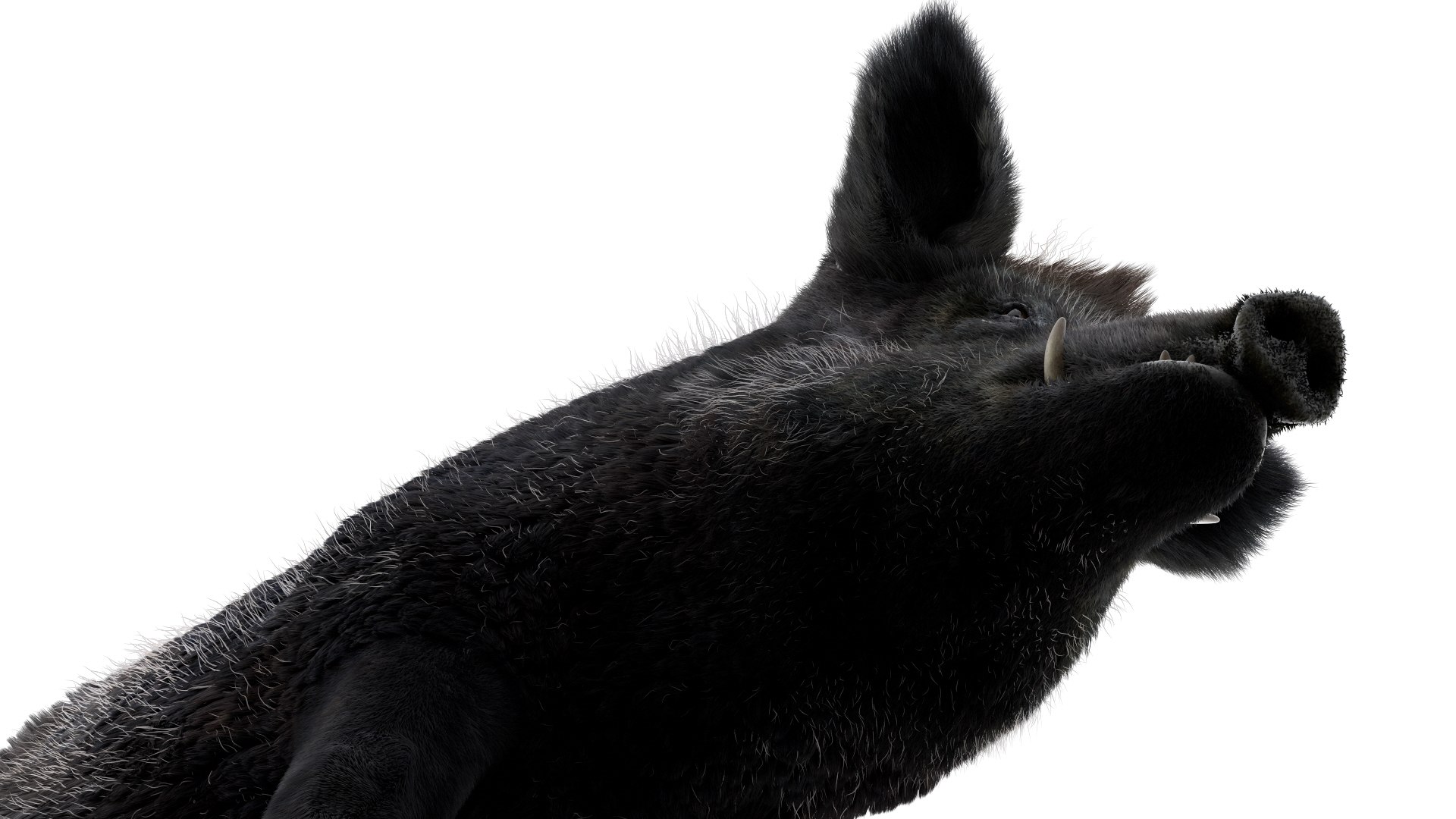 3D pig animal boar https://p.turbosquid.com/ts-thumb/0L/TpSbvo/Mf6Fcntq/19/jpg/1578881359/1920x1080/fit_q87/aa7e0dd24c7f76594328253c094d8d4fbc3a695c/19.jpg