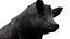 WildBoar Fur Rigged