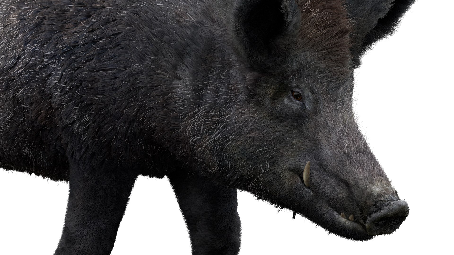 3D pig animal boar https://p.turbosquid.com/ts-thumb/0L/TpSbvo/Nvm6bLhQ/09/jpg/1578881359/1920x1080/fit_q87/9223983b6212d0b08a41f7ffd60ace03156edd33/09.jpg