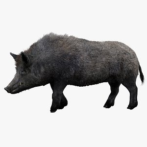 WildBoar Fur Rigged