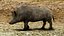 WildBoar Fur Rigged