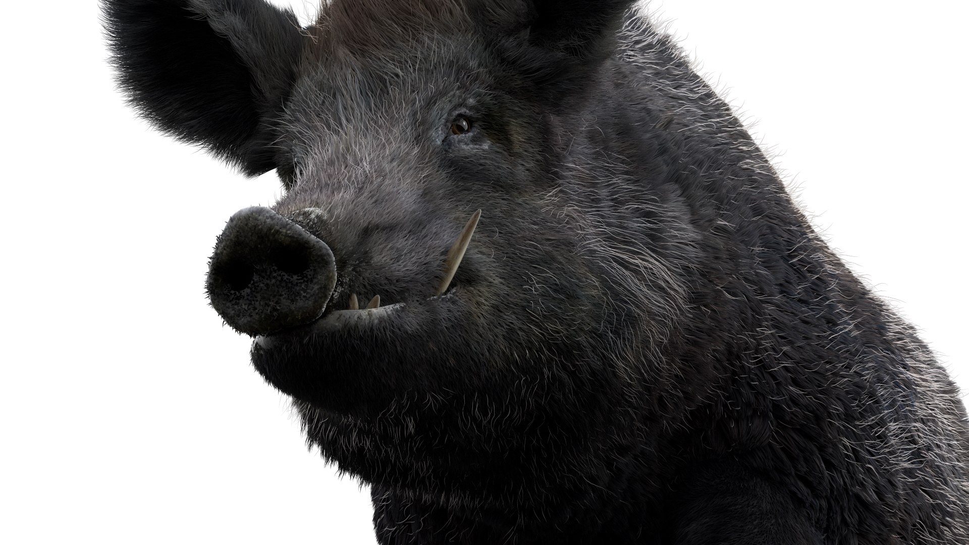 3D pig animal boar https://p.turbosquid.com/ts-thumb/0L/TpSbvo/p24UVrSH/07/jpg/1578881359/1920x1080/fit_q87/9aaf0c72609afcfc5915d36fd286093ca9acbdd6/07.jpg