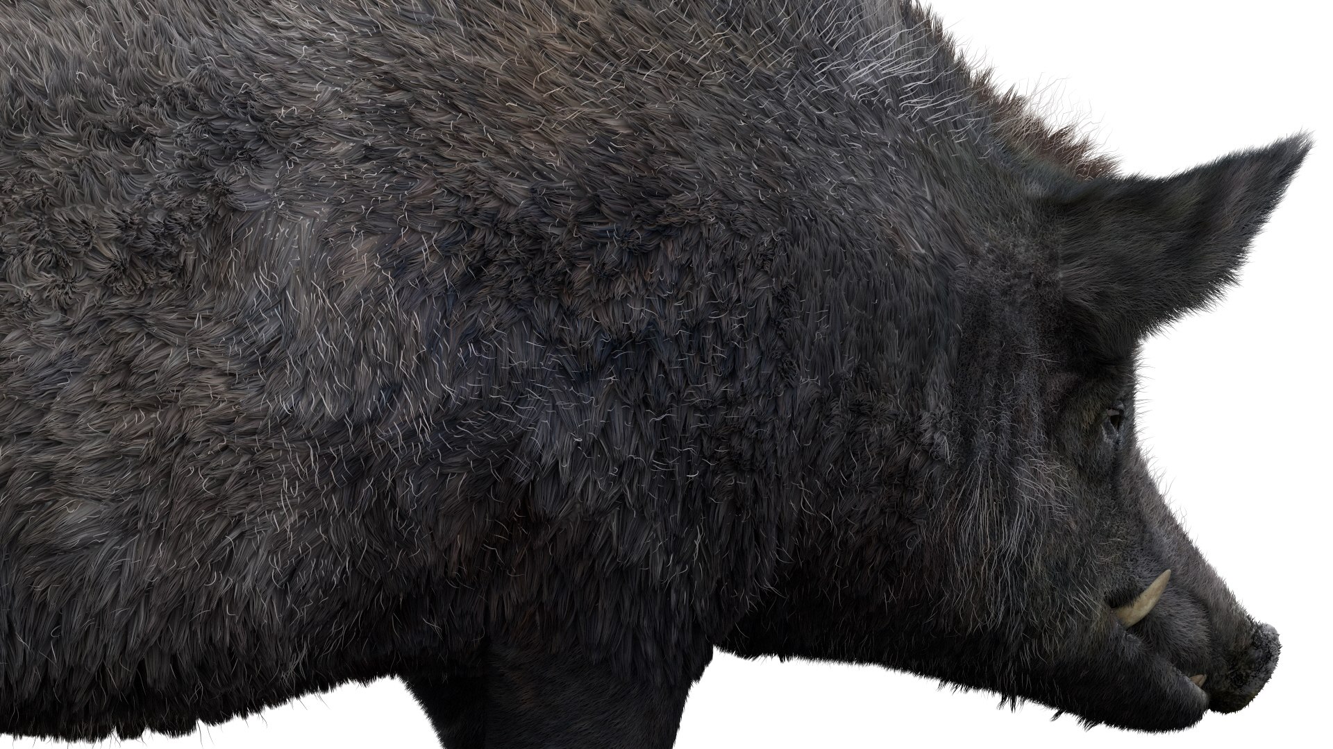3D pig animal boar https://p.turbosquid.com/ts-thumb/0L/TpSbvo/qpW6U0oJ/17/jpg/1578881359/1920x1080/fit_q87/8f749225807b95fb2e16b52021f16564a38ebb43/17.jpg