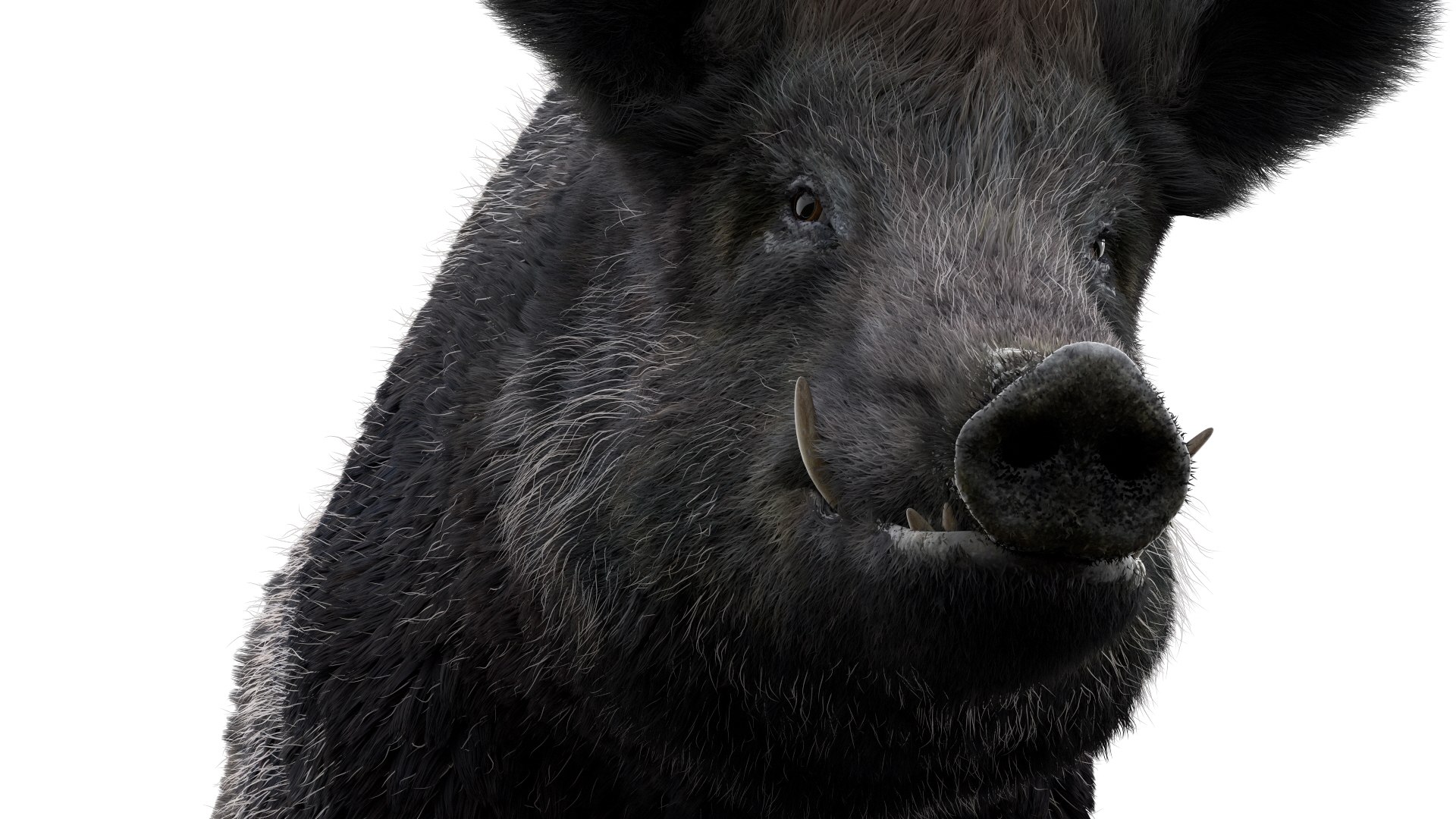 3D pig animal boar https://p.turbosquid.com/ts-thumb/0L/TpSbvo/rgCZgWl4/20/jpg/1578881359/1920x1080/fit_q87/99280dd344e7b0f1044bdacfb83d2aef4d708525/20.jpg